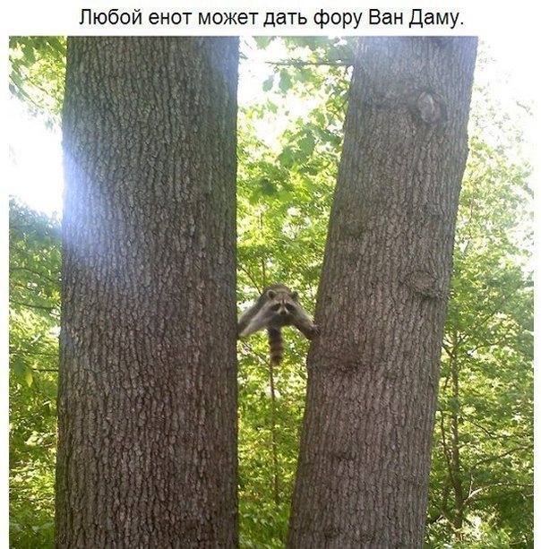 10 принципов жизни енота