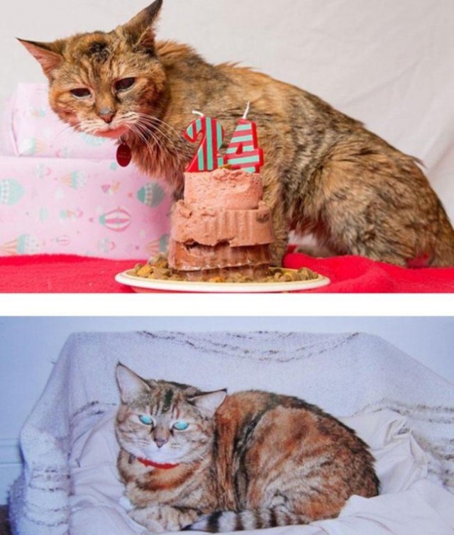 День Рождения самого старого кота в мире