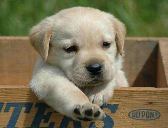 Щенята - застряваки