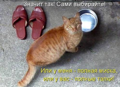 Классные котоматрицы