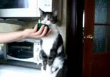 Афигенно смешной кот - лизун