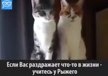 Кот со стальными нервами