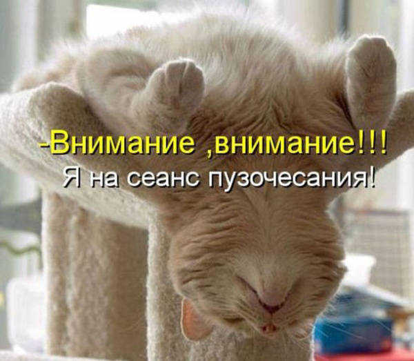 ТОП лучших котоматриц