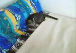 Котенок против Хорька.СУПЕР