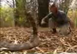 Giant king cobra