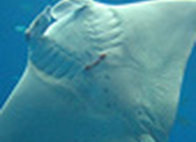 Интимная жизнь  манта