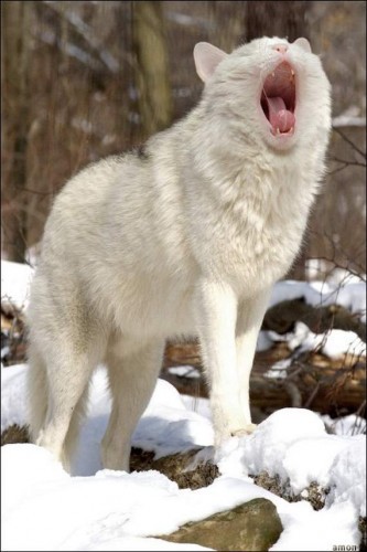 Последствия Чернобыля