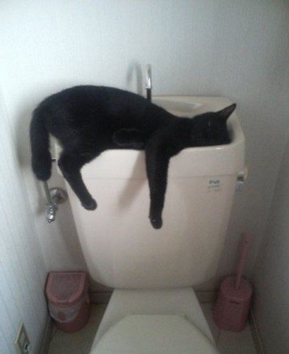 Вездесущие коты