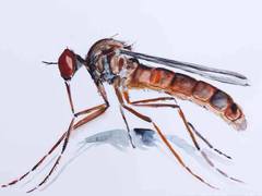 "Инсектоцен": Татьяна Гончарова готовится к открытию своей выставки 