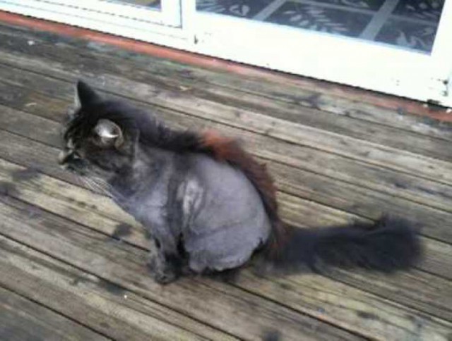 Мой хозяин - идиот