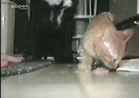 Собака и кот