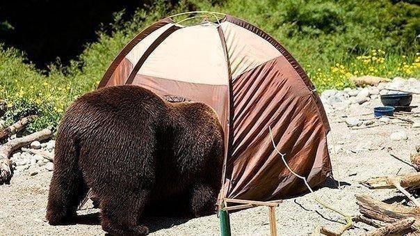 Чем заняться, если ты медведь
