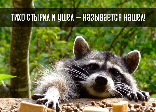 10 принципов жизни енота