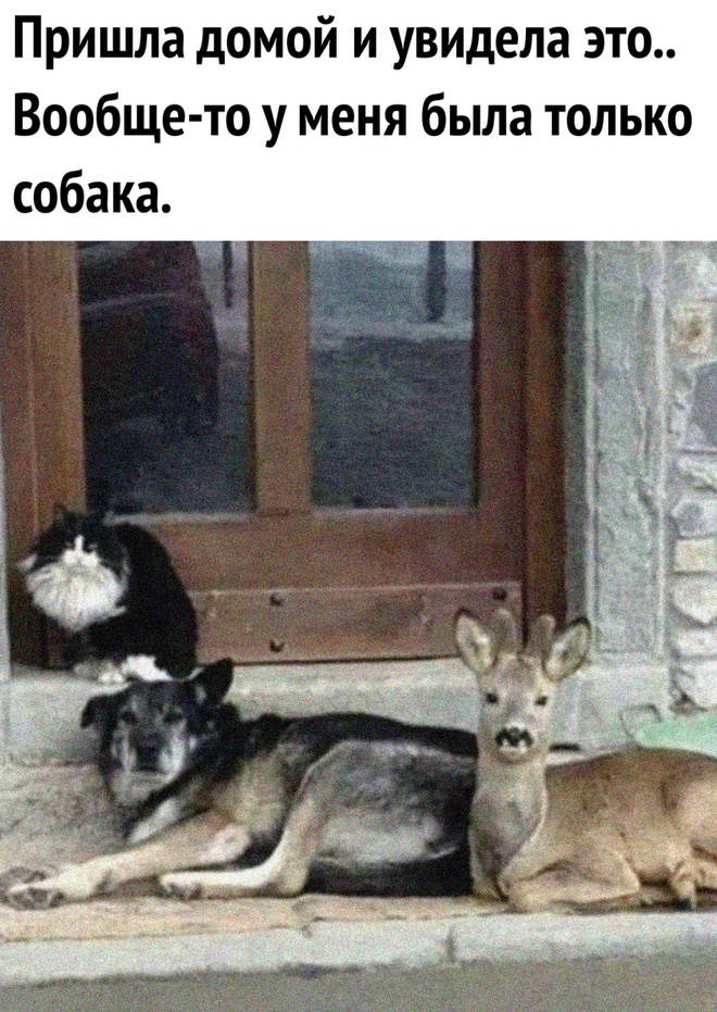 Бременские музыканты. Начало