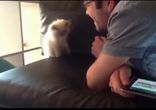 Котенок и невидимый враг