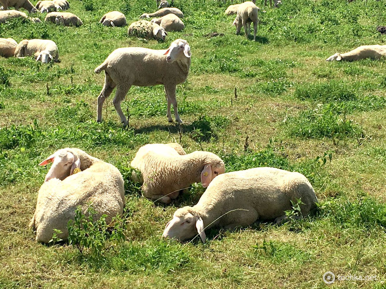 Фермерское хозяйство "Меринос-Захід"