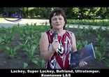 Компания Liberty & Success - Super Lackey устранил судороги