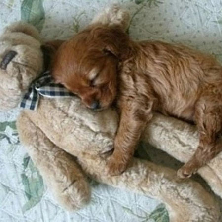 Пушистые сони с игрушками