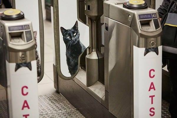 Котики в британском метро вместо реклами