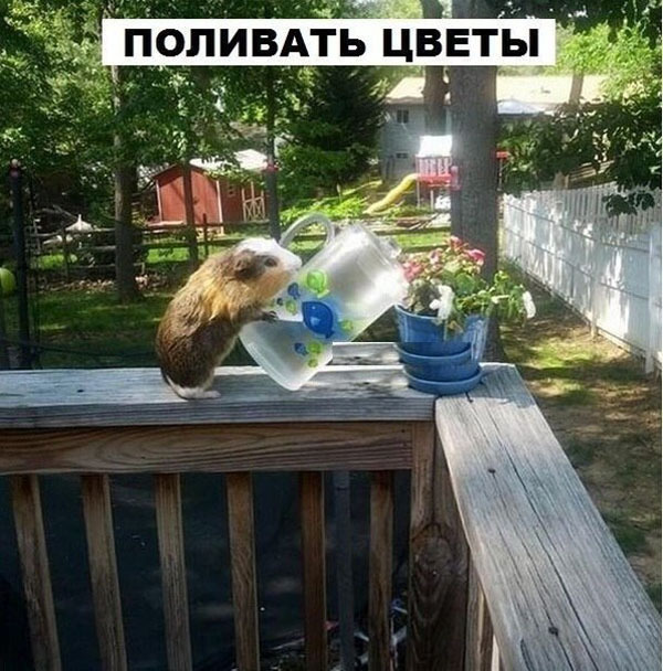 Что может делать морская свинка. Прикол