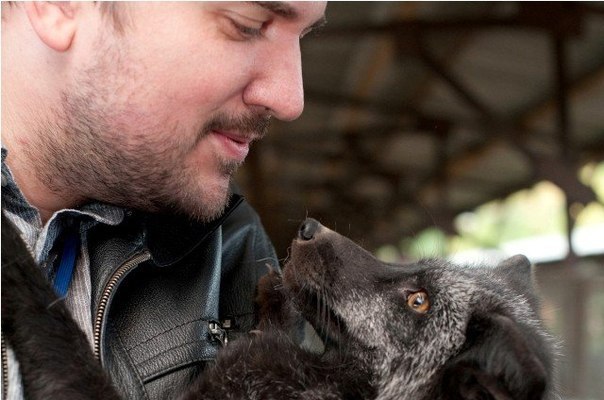 Самые милые домашние лисички