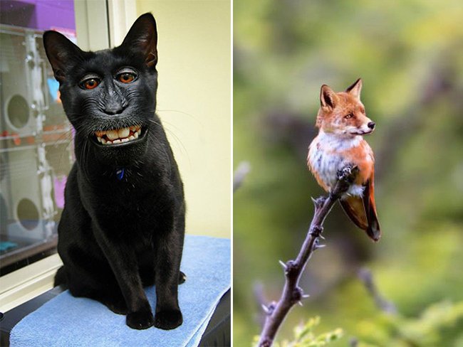 Создания, которых страшно было бы встретить