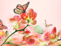 Яркие картинки с бабочками