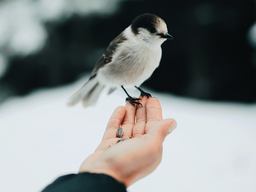 птичка на руці