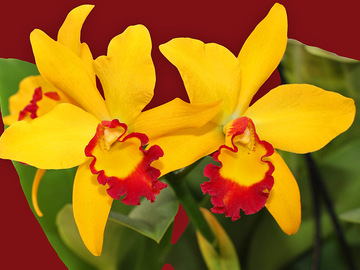 Як змусити цвісти орхідею в середній смузі