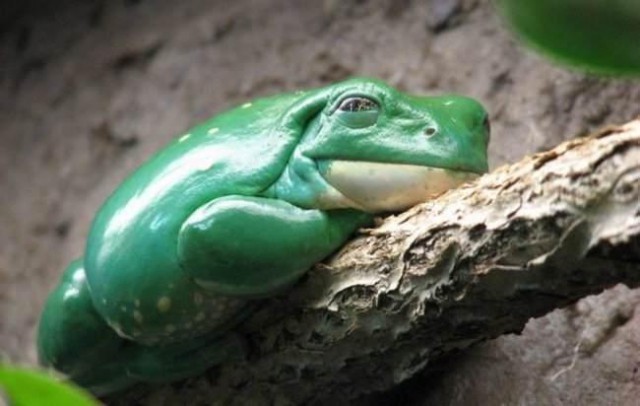 В ожидании чуда