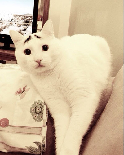 Сэм - печальный кот с бровями