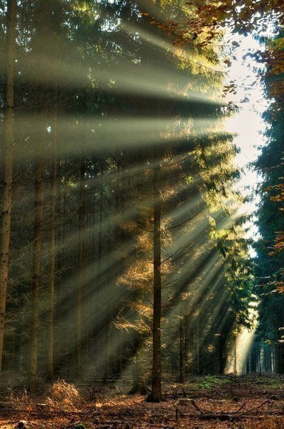 Солнечные лучи в утреннем лесу