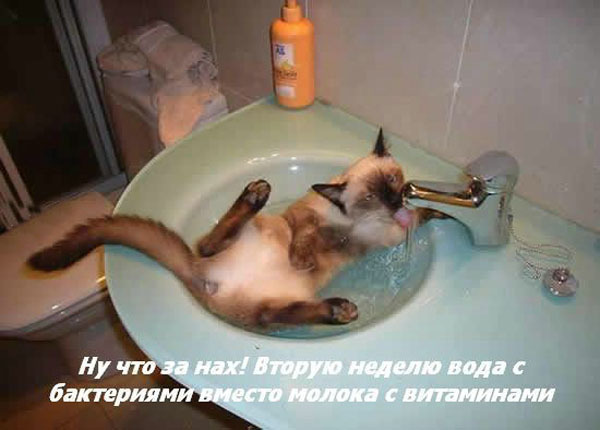 ТОП лучших котоматриц