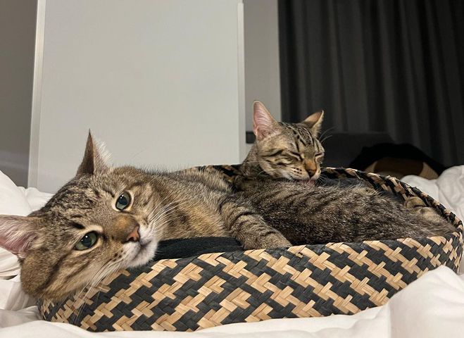 Кот Степан и Стефания