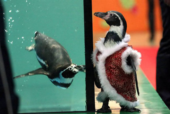 Пингвины готовятся с Рождеству