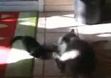 Супер битва котов