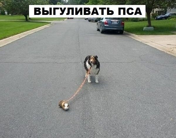 Что может делать морская свинка. Прикол