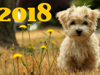 С новым годом собаки 2018