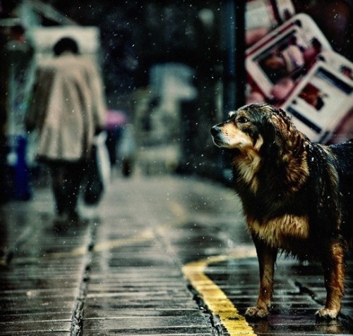 Животные модели