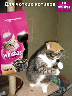 Реальные быдло - коты)