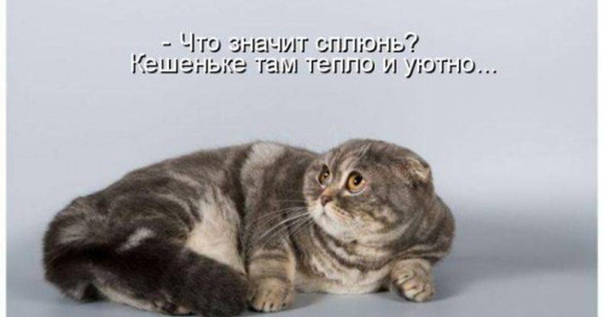 Зачем человеку кот. Важный кот. Прикольные выражения про котов. Кот со смешным выражением. Котики с надписями.