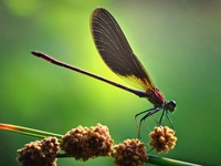 Насыщенные тона