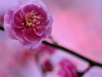 Распустившийся бутон