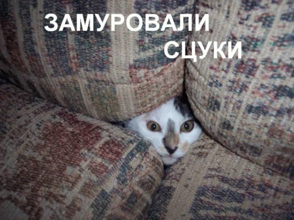 ТОП лучших котоматриц