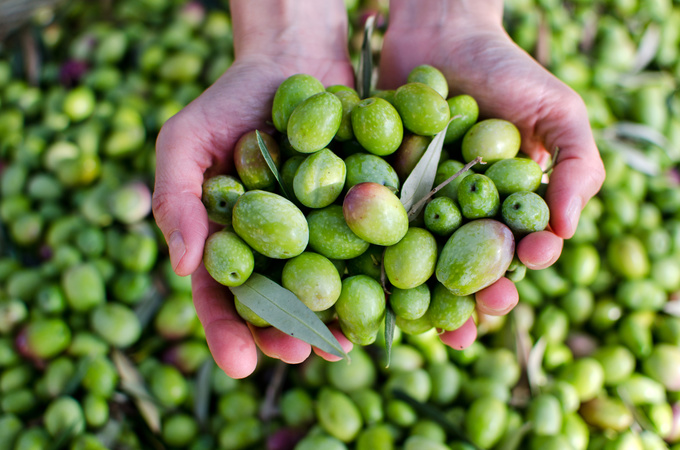 Як приготувати оливкову олію в домашніх умовахЯк приготувати оливкову олію в домашніх умовах