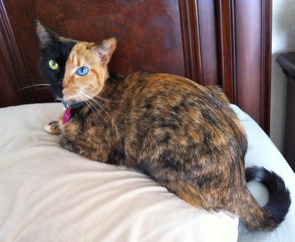 Необычная кошка Венера с черепаховым окрасом