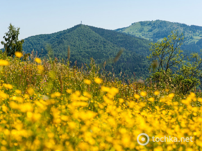 Яремче: изумрудный цвет лета в Прикарпатье
