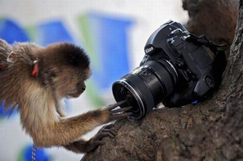 Жизнь приматов