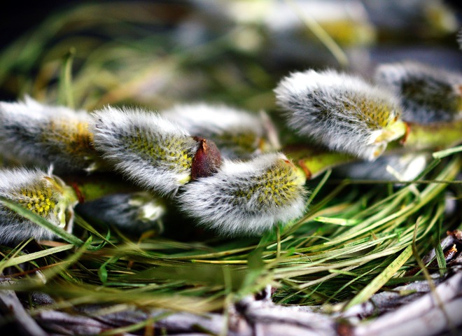 Що можна і не можна робити в день Весняного сонцевороту, хто відзначає День ангела 21 березня