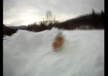 Собака в норку пролезайка